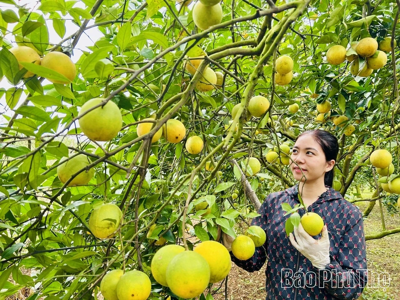 Active Preparations Underway for the Cao Phong Orange Festival 2025