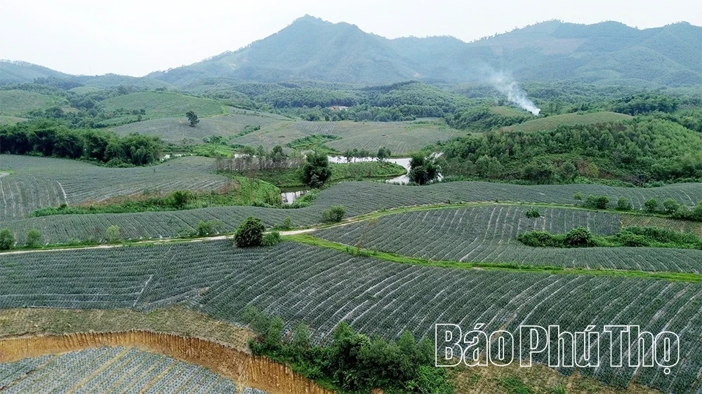 Barren Land, Sweet Harvest