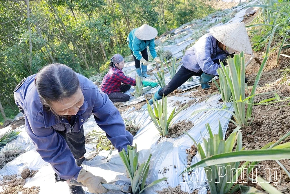 Barren Land, Sweet Harvest