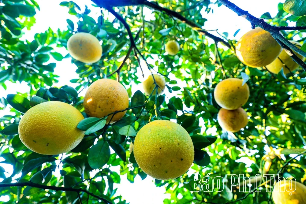The Fragrant Flavor of Tan Lac Red Pomelo