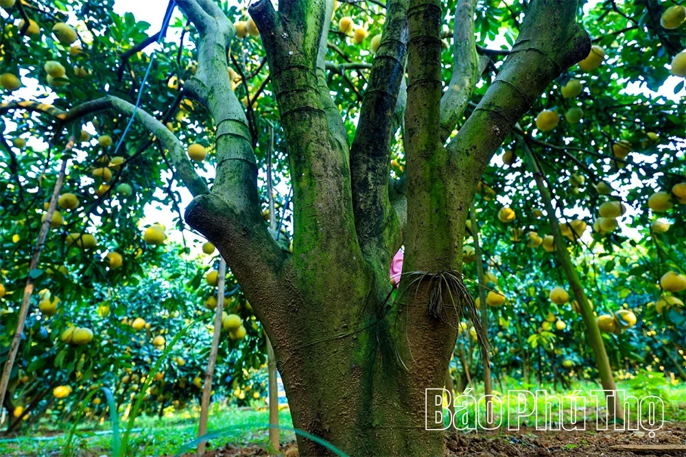 The Fragrant Flavor of Tan Lac Red Pomelo
