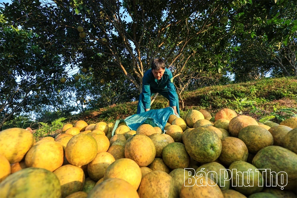 The Fragrant Flavor of Tan Lac Red Pomelo