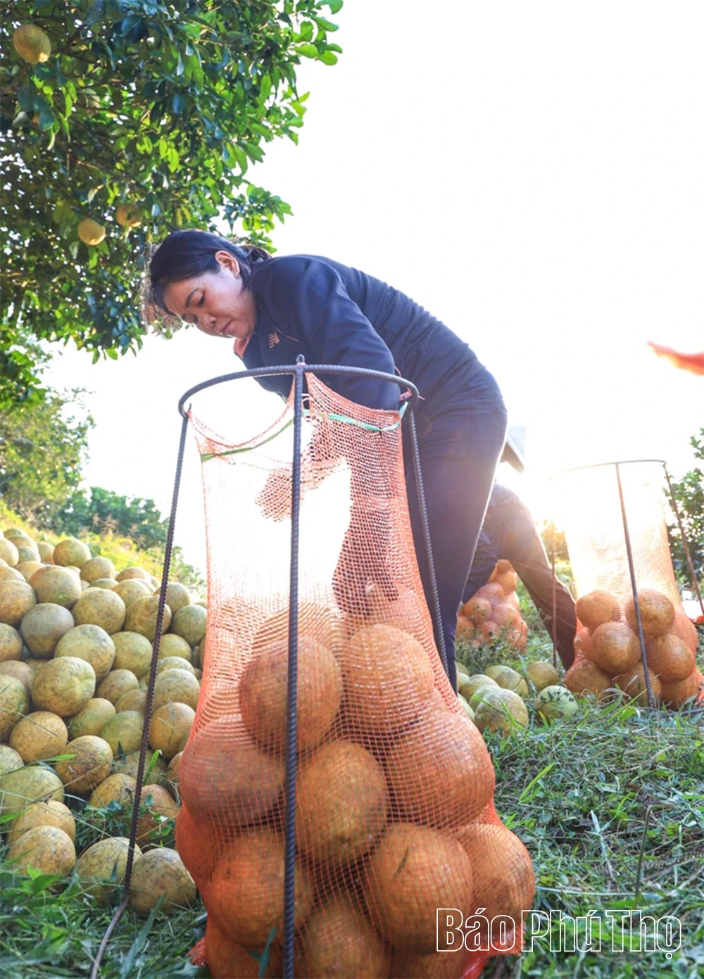 The Fragrant Flavor of Tan Lac Red Pomelo