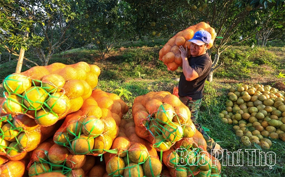 The Fragrant Flavor of Tan Lac Red Pomelo