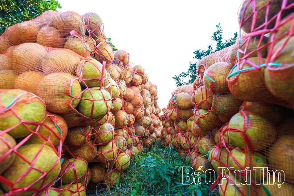 The Fragrant Flavor of Tan Lac Red Pomelo