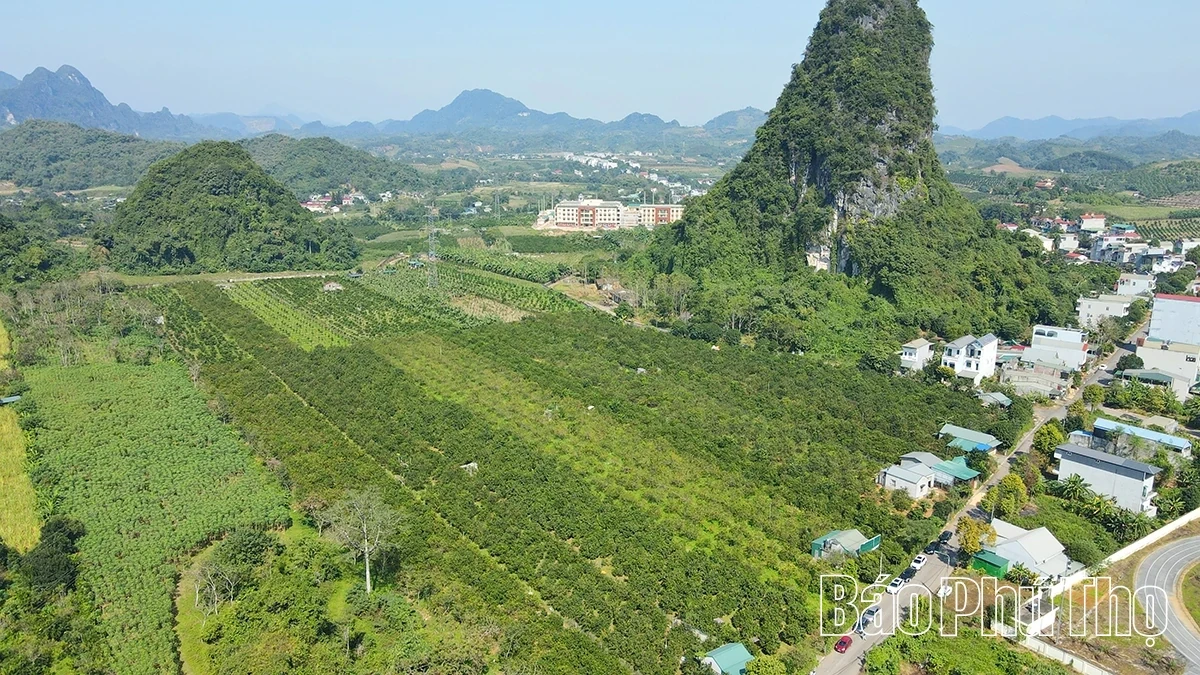 Experiencing the Vibrant Orange Season in Cao Phong