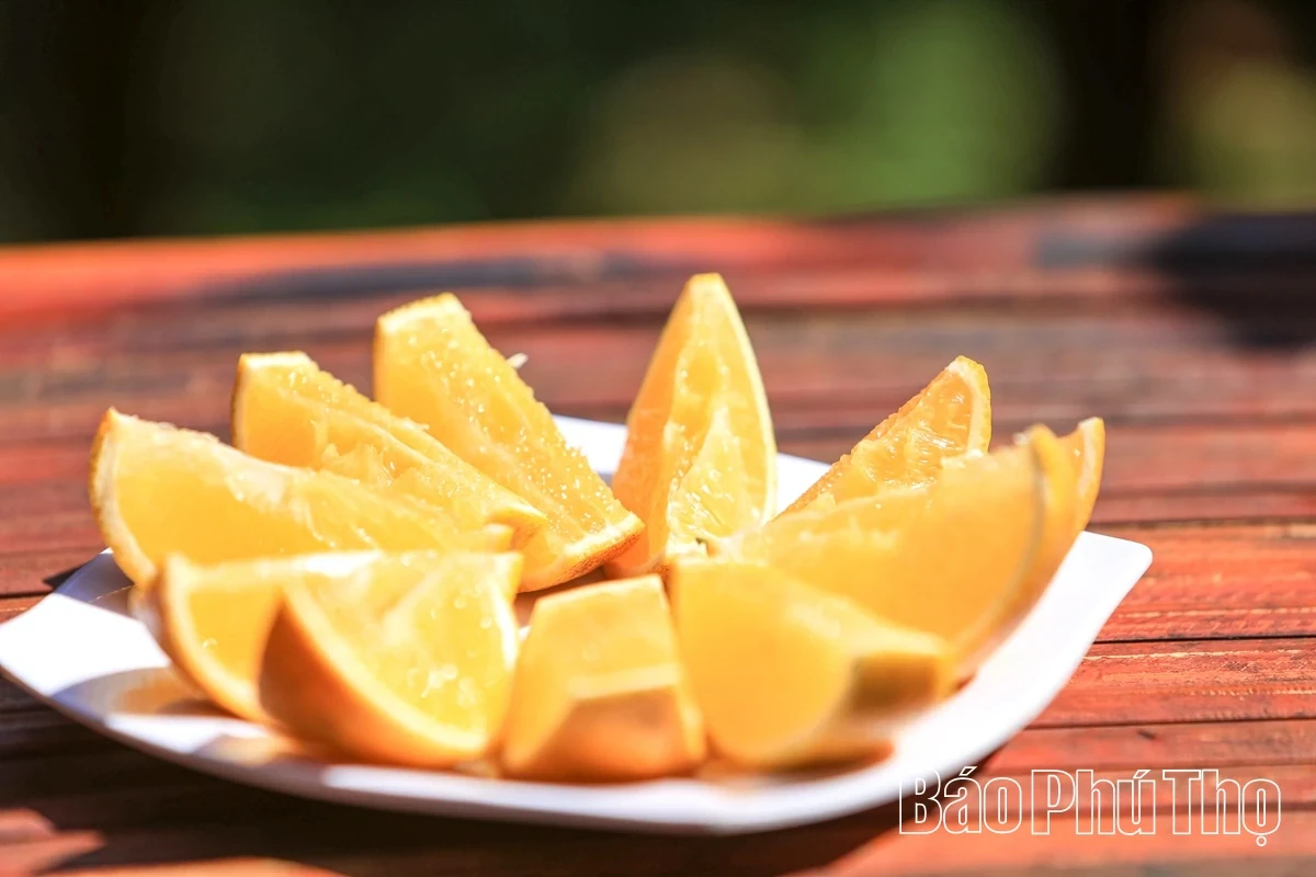 Experiencing the Vibrant Orange Season in Cao Phong