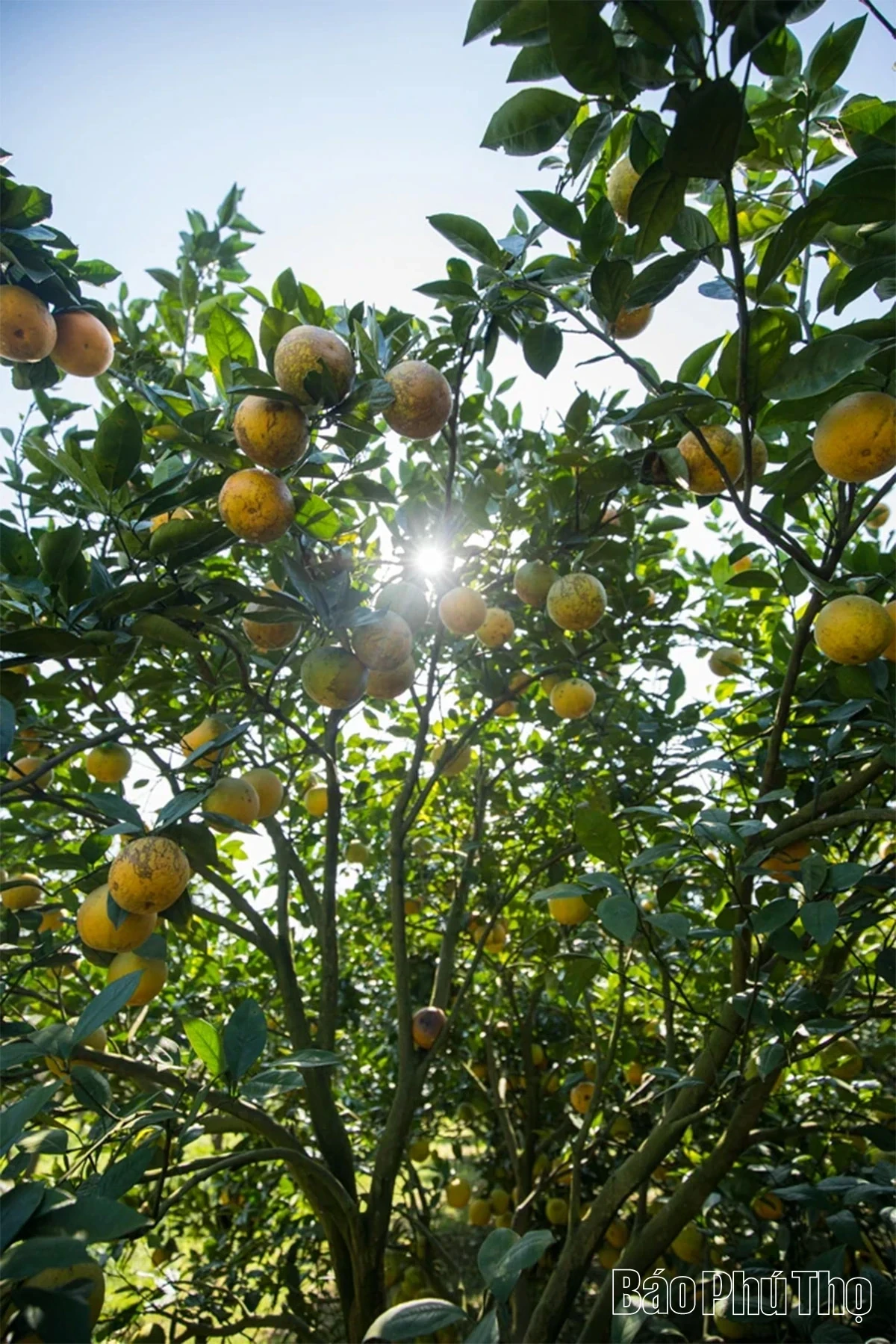 Experiencing the Vibrant Orange Season in Cao Phong