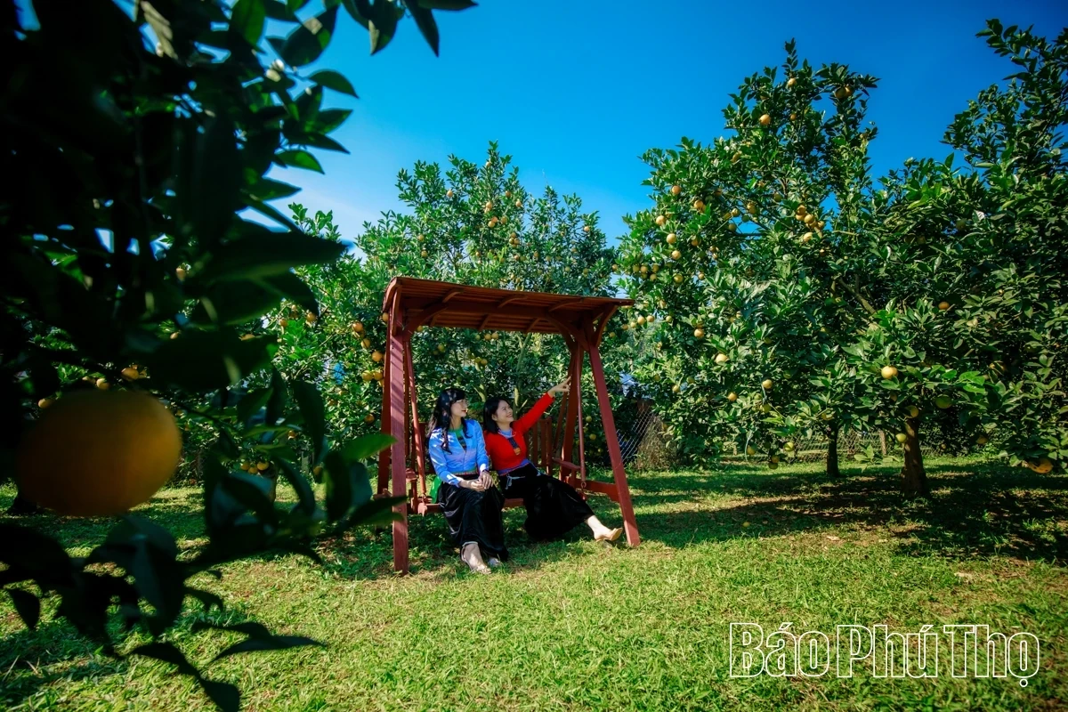 Experiencing the Vibrant Orange Season in Cao Phong