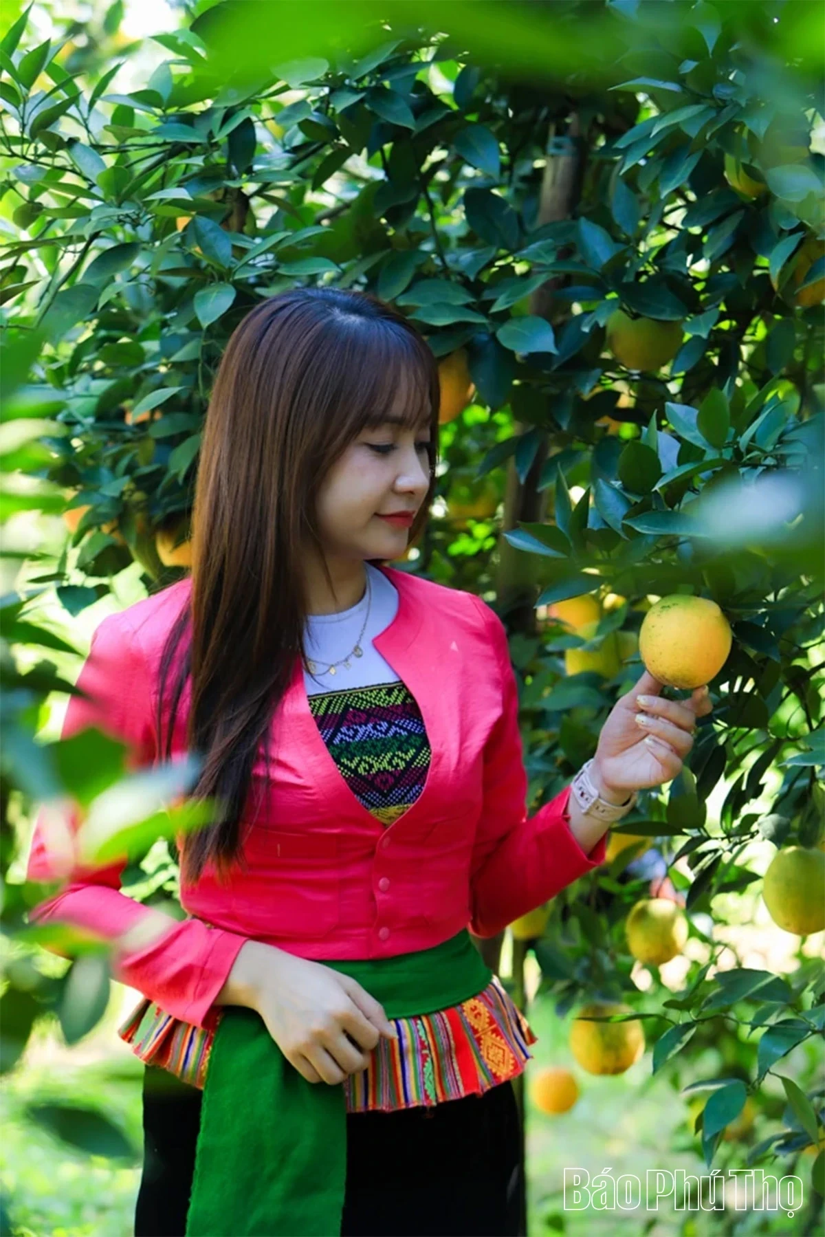 Experiencing the Vibrant Orange Season in Cao Phong