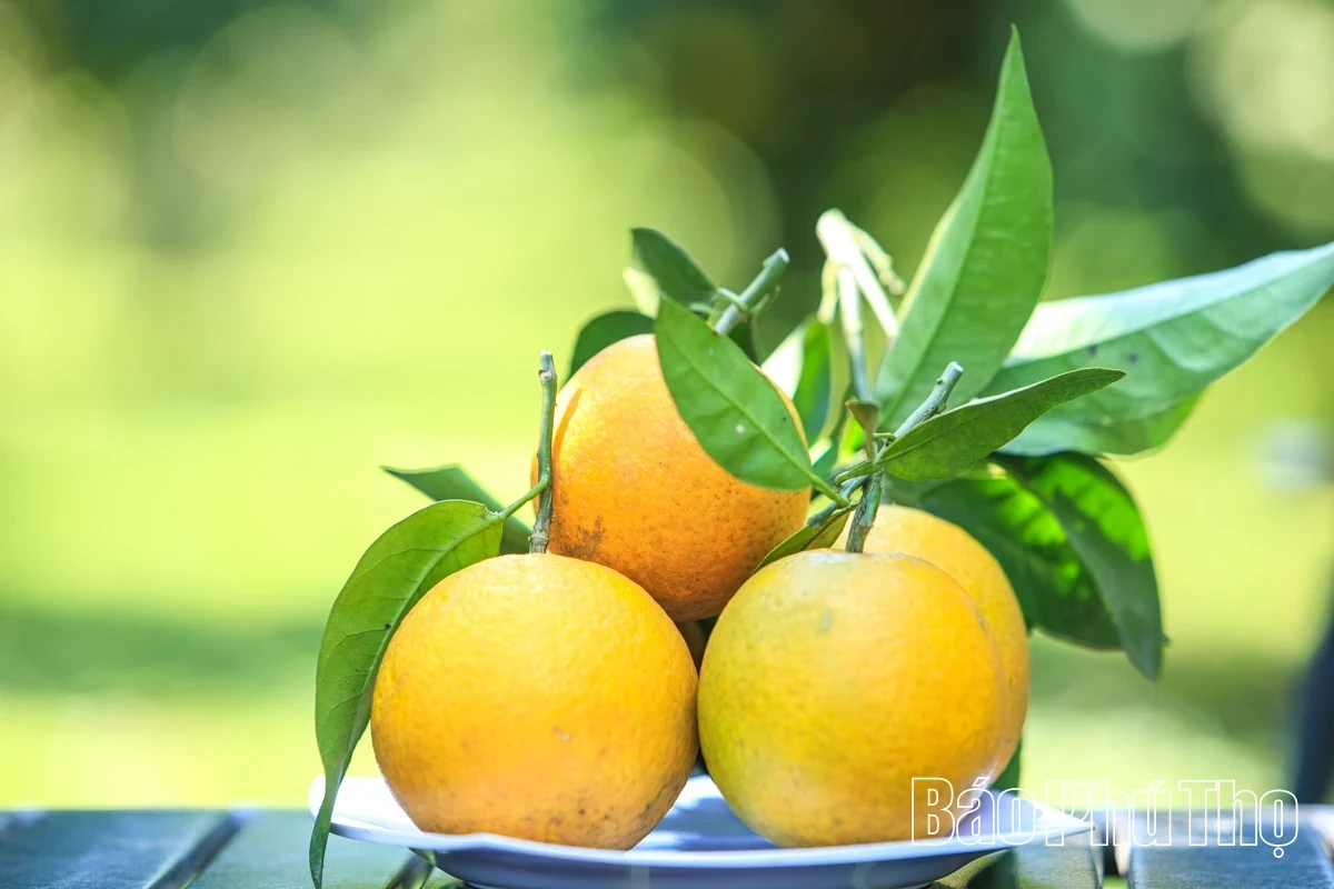 Experiencing the Vibrant Orange Season in Cao Phong