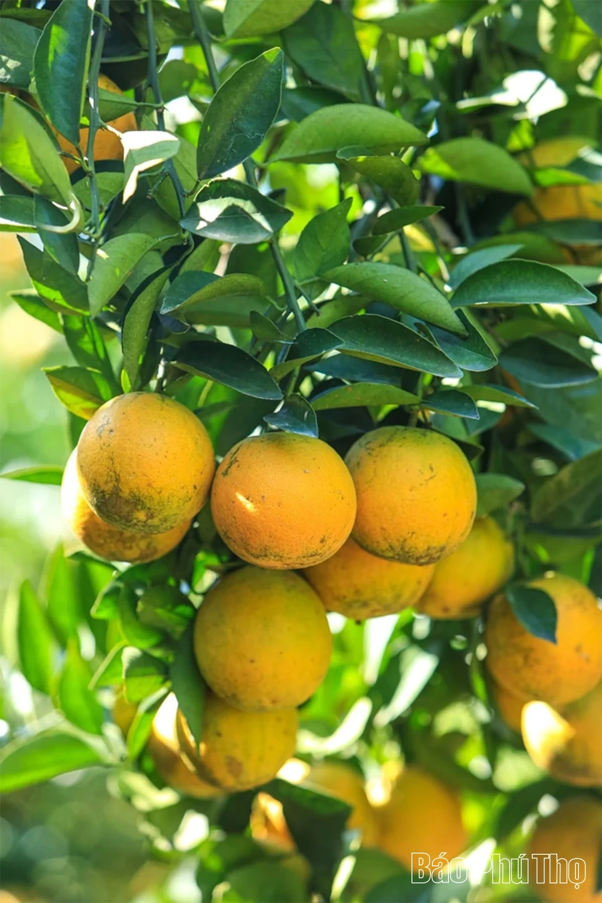 Experiencing the Vibrant Orange Season in Cao Phong