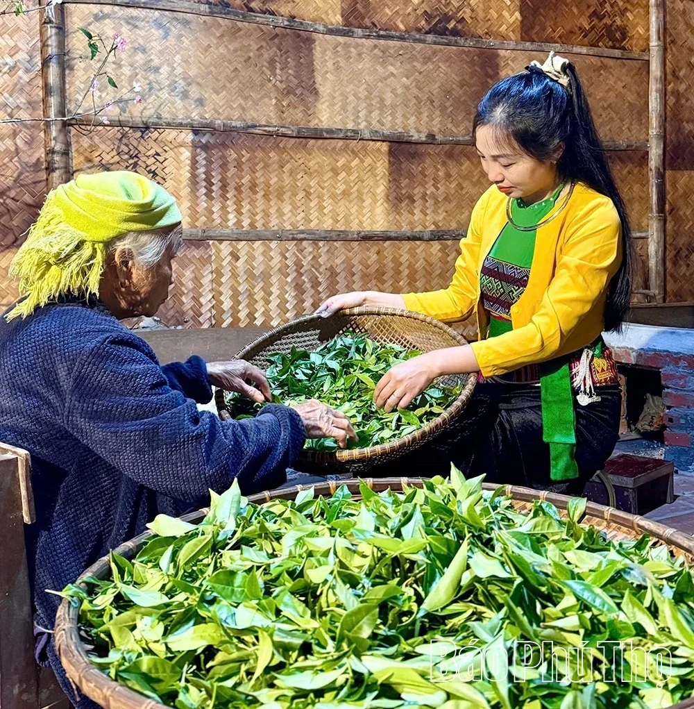 The “2-in-1” Model in Long Coc: Integrating Tea Production with Ecotourism