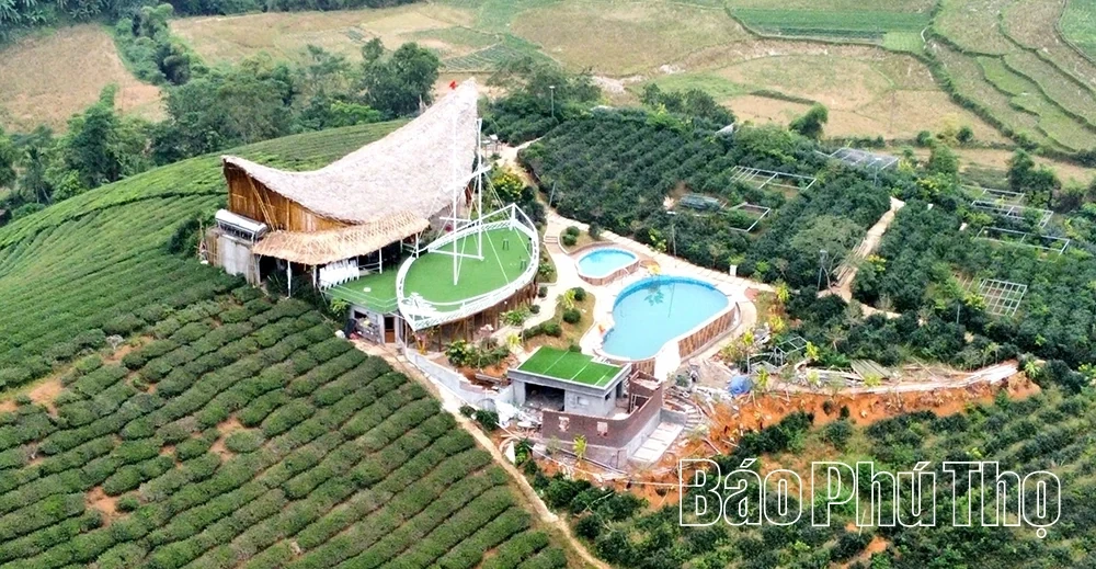 The “2-in-1” Model in Long Coc: Integrating Tea Production with Ecotourism