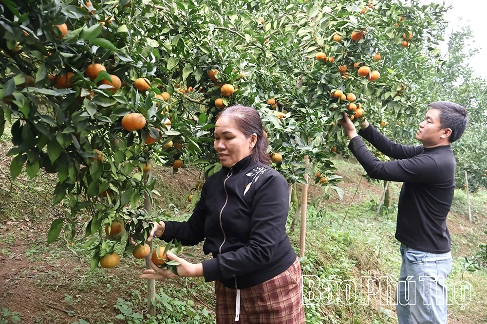 Lai Dong Develops Commodity Agriculture Integrated with Community-Based Tourism