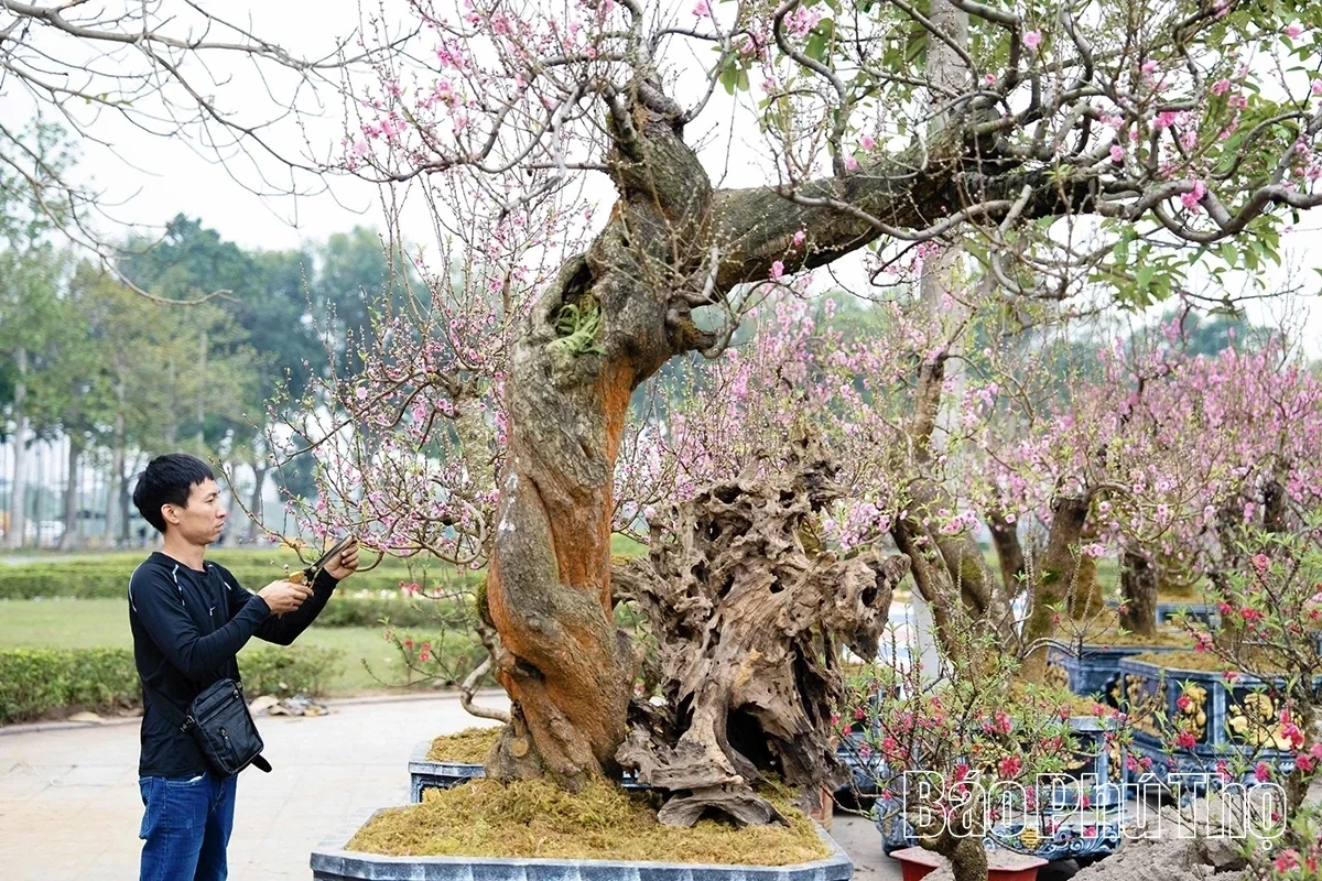A Bustling Market for Tet Flowers