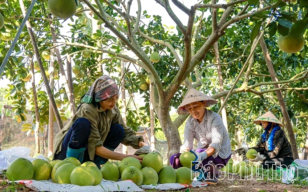 Ripe Pomelo Season – The Fragrance of Tet