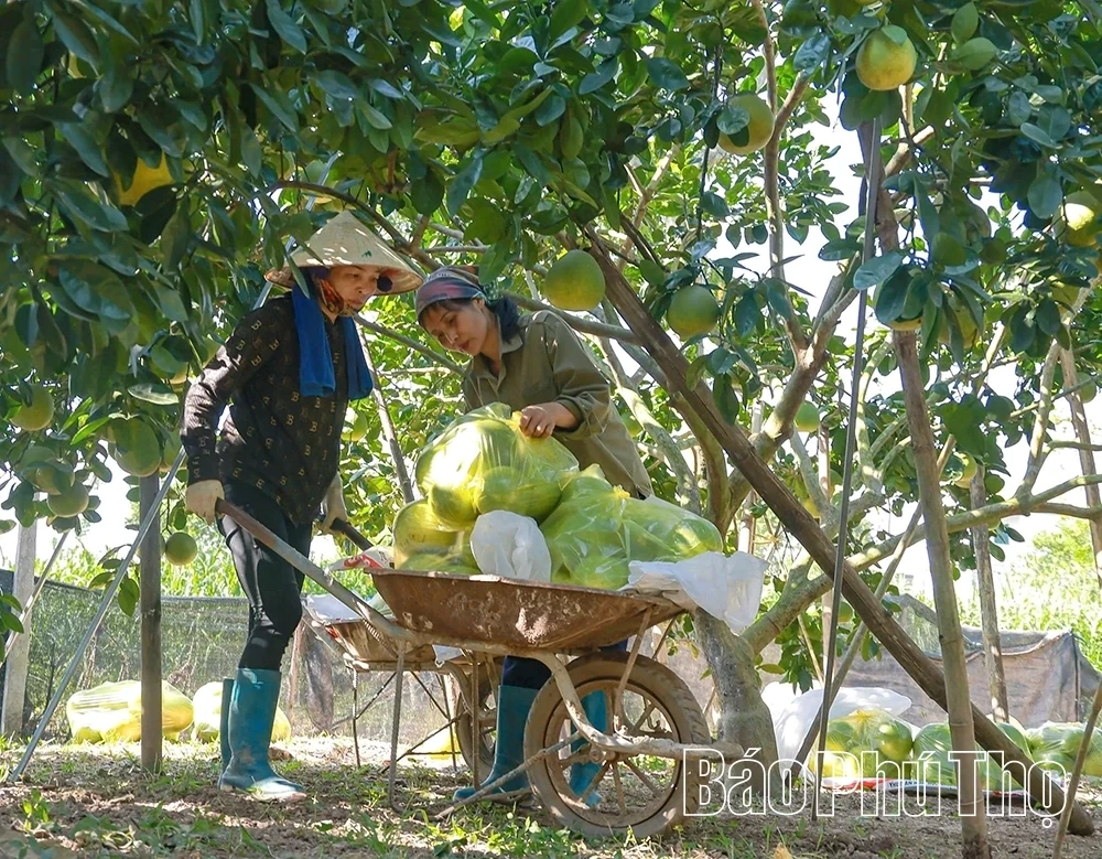 Ripe Pomelo Season – The Fragrance of Tet