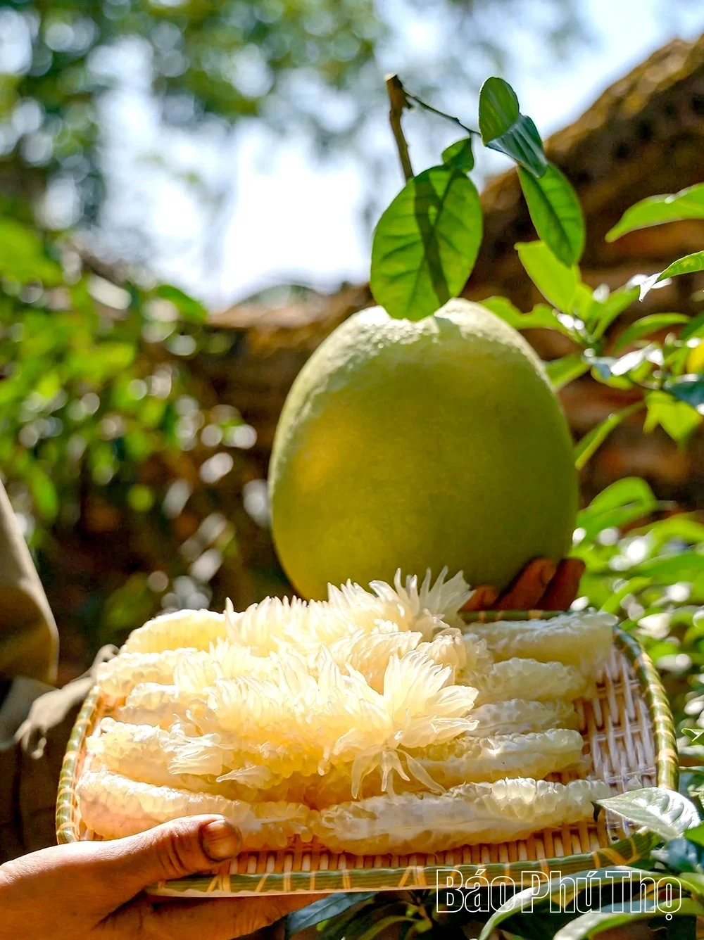 Ripe Pomelo Season – The Fragrance of Tet