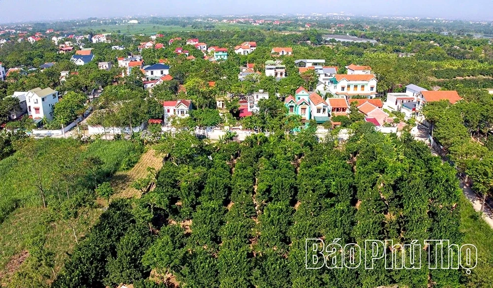 Ripe Pomelo Season – The Fragrance of Tet