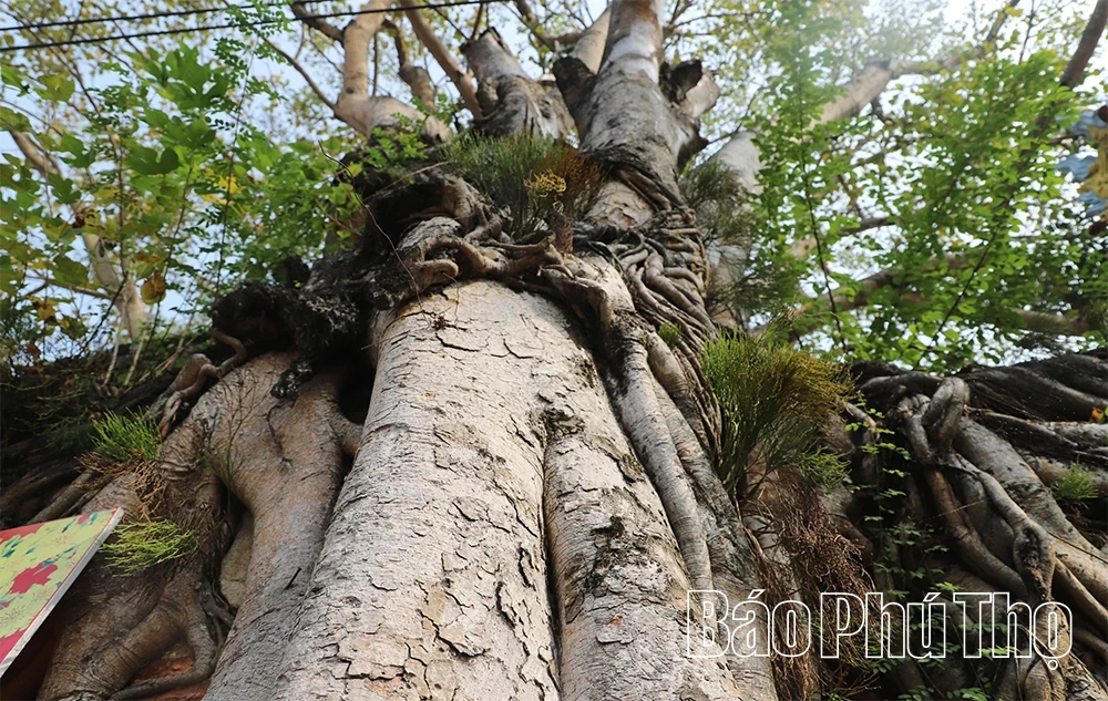 The Unique Gate of Phu Hau Communal House