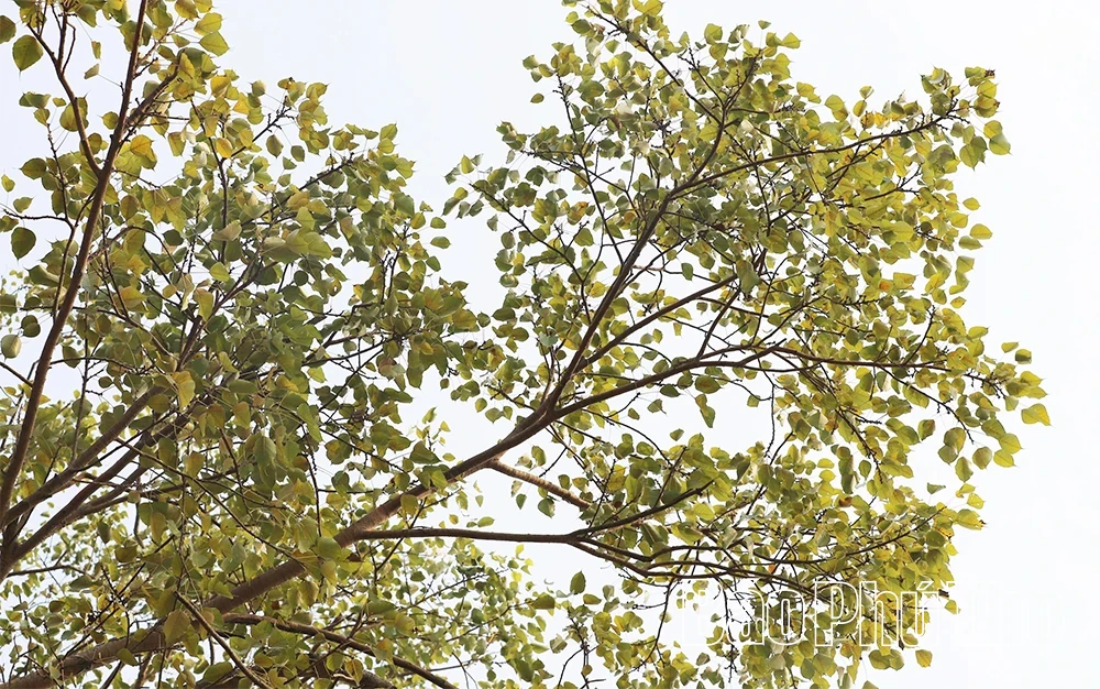 The Unique Gate of Phu Hau Communal House