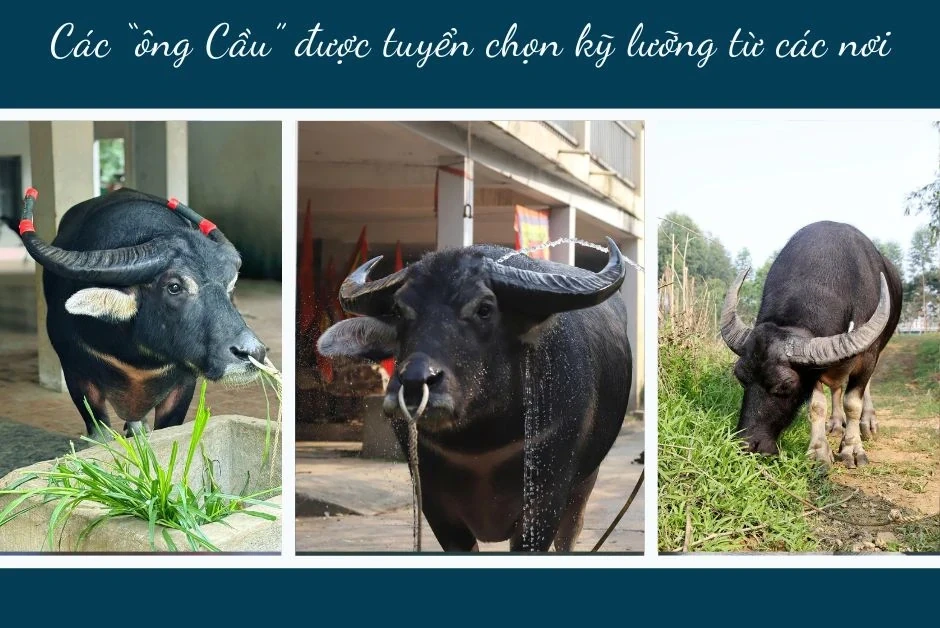 The Art of Raising Fighting Buffaloes in Hai Luu