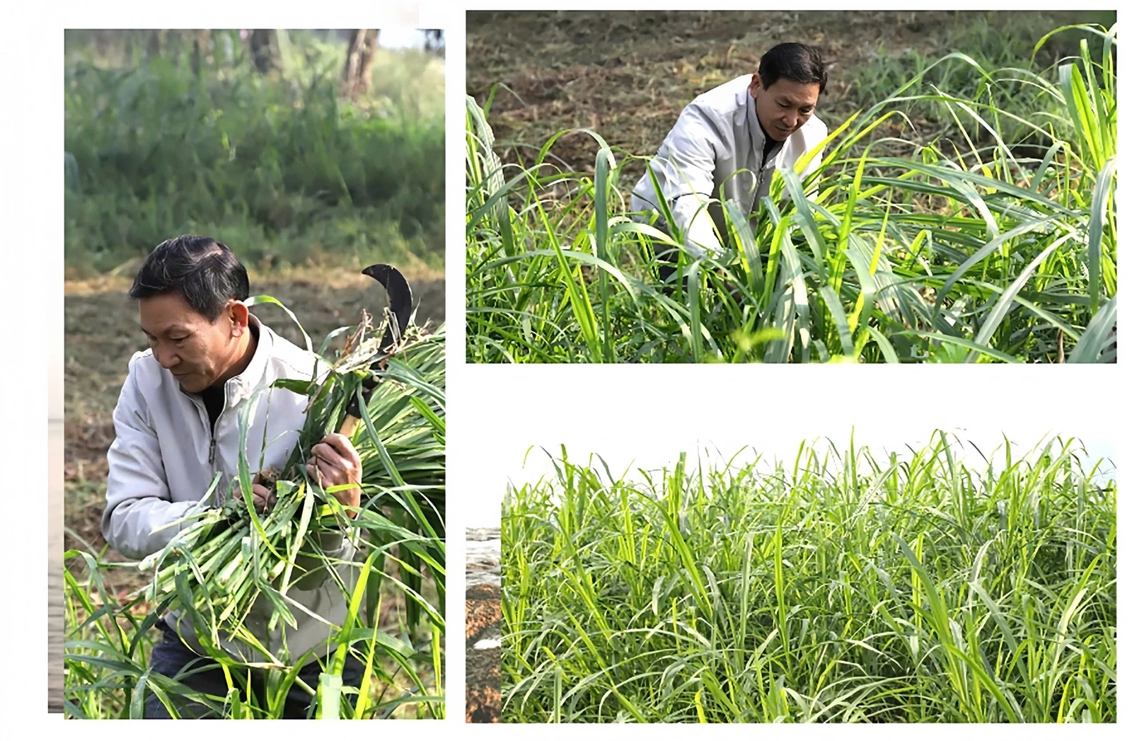 The Art of Raising Fighting Buffaloes in Hai Luu