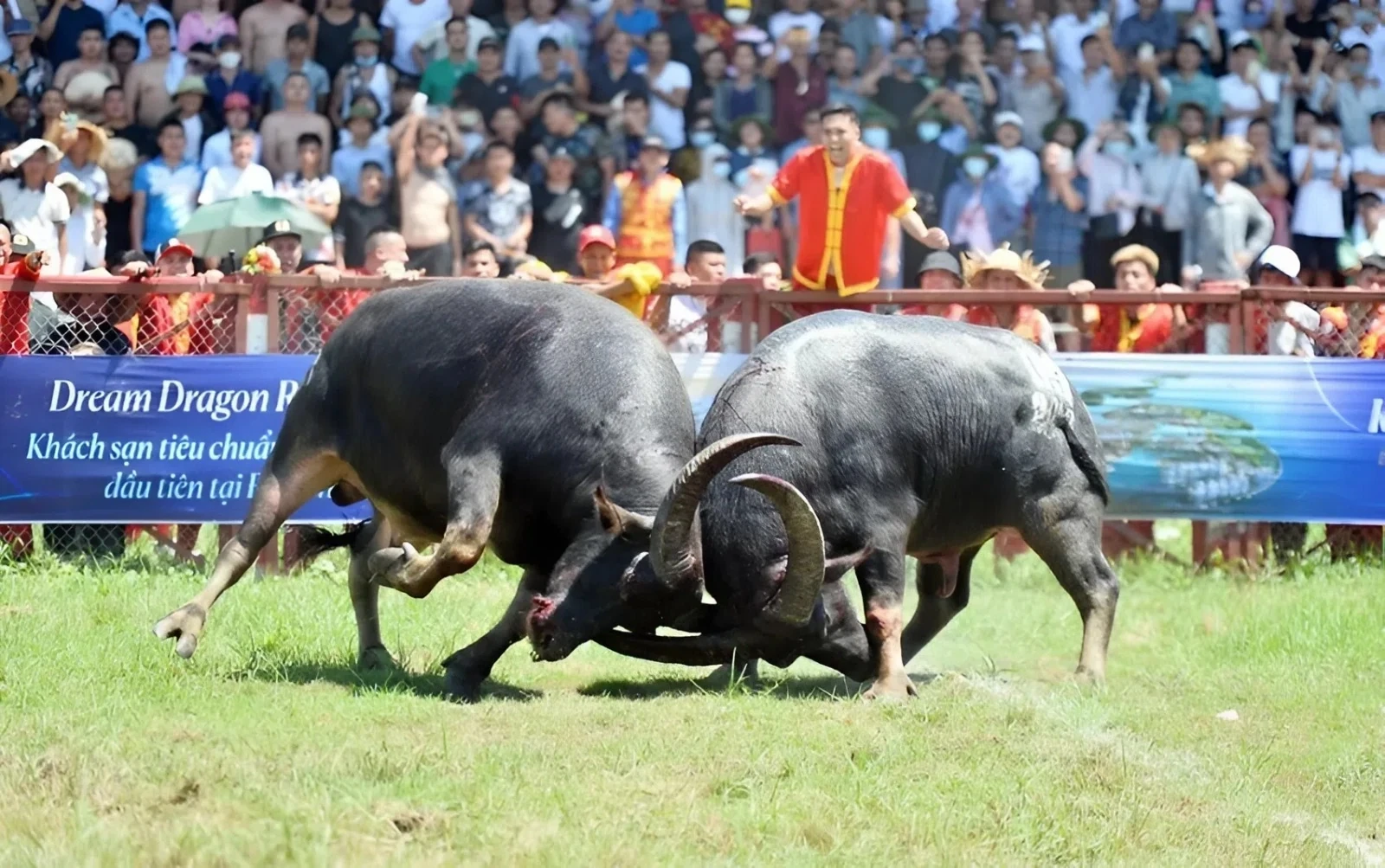 The Art of Raising Fighting Buffaloes in Hai Luu