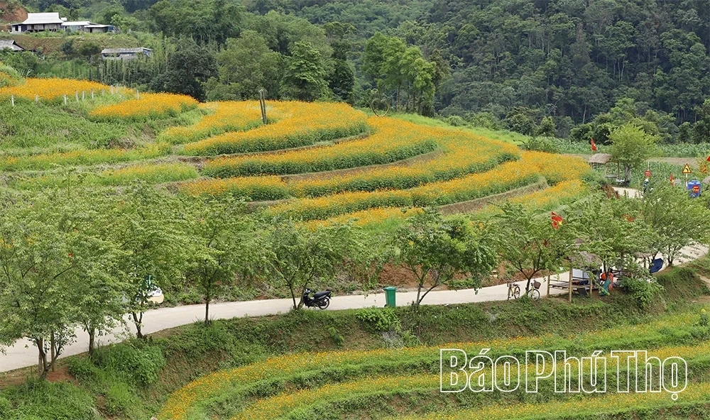 Xom Mung Vibrant in Cosmos Flower Season