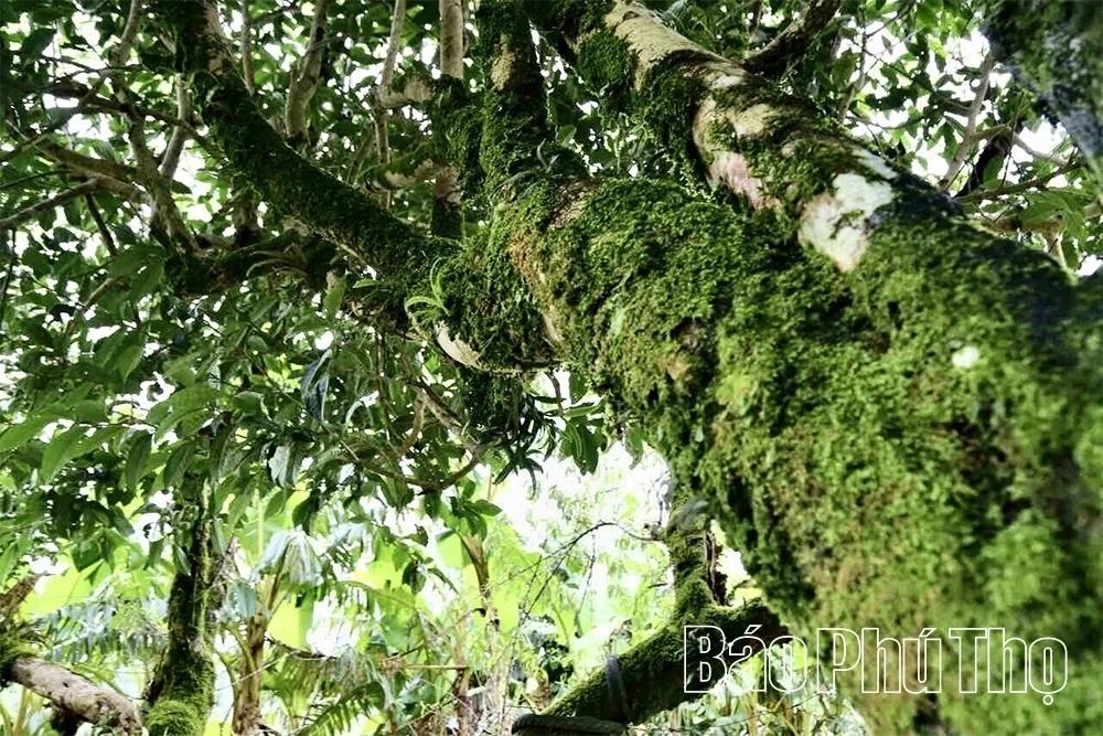 Exploring the Ancient Shan Tuyet Tea Tree Population in Pa Co