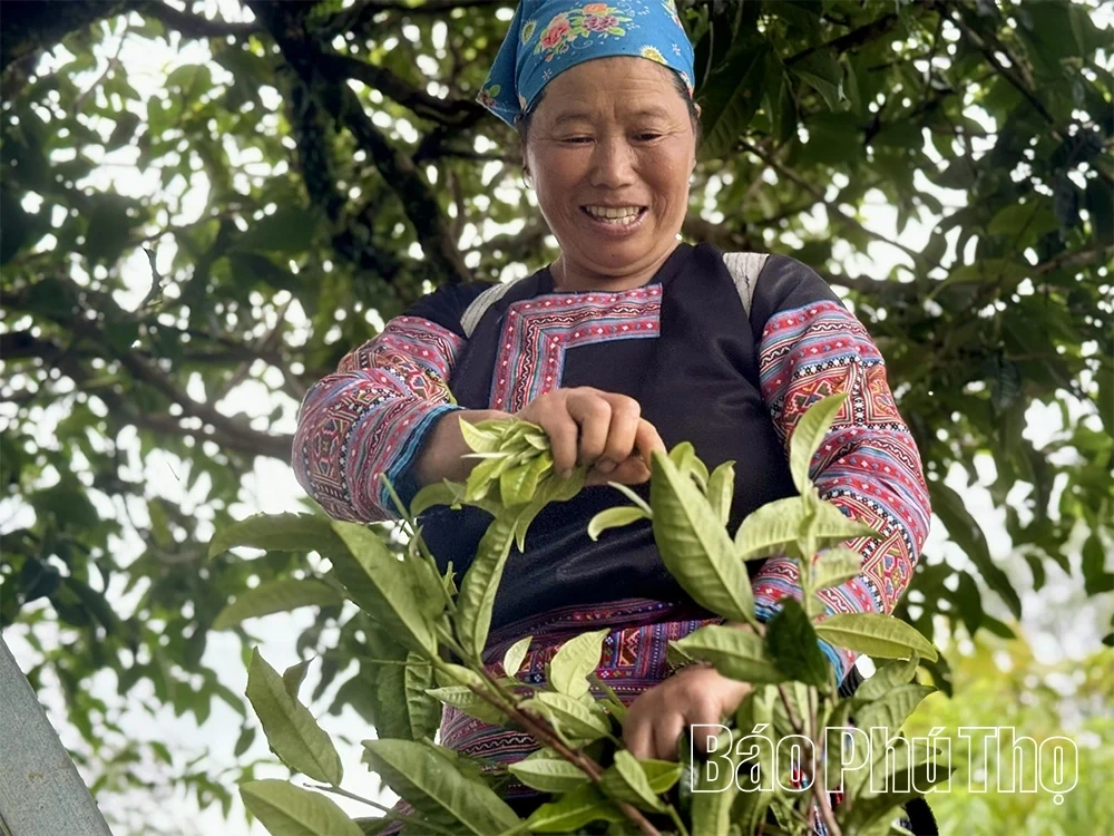 Exploring the Ancient Shan Tuyet Tea Tree Population in Pa Co