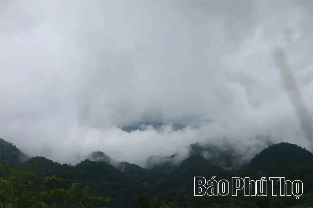 Exploring the Ancient Shan Tuyet Tea Tree Population in Pa Co