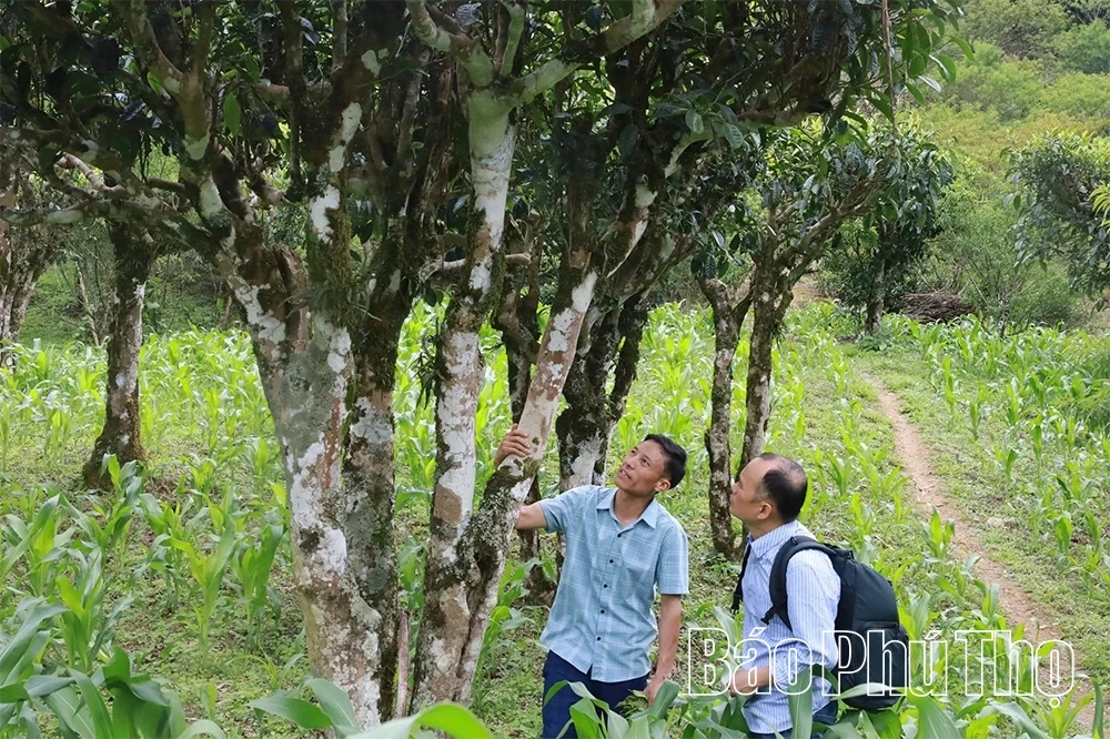 Exploring the Ancient Shan Tuyet Tea Tree Population in Pa Co