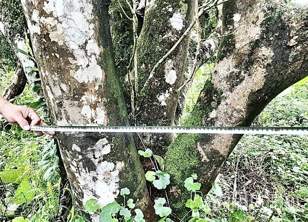 Exploring the Ancient Shan Tuyet Tea Tree Population in Pa Co