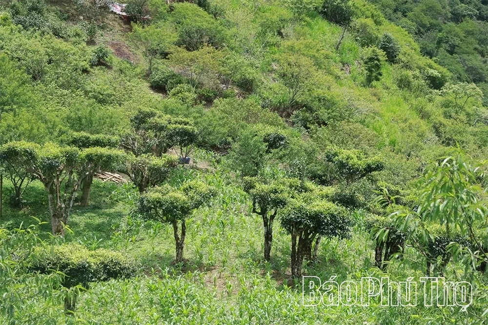 Exploring the Ancient Shan Tuyet Tea Tree Population in Pa Co