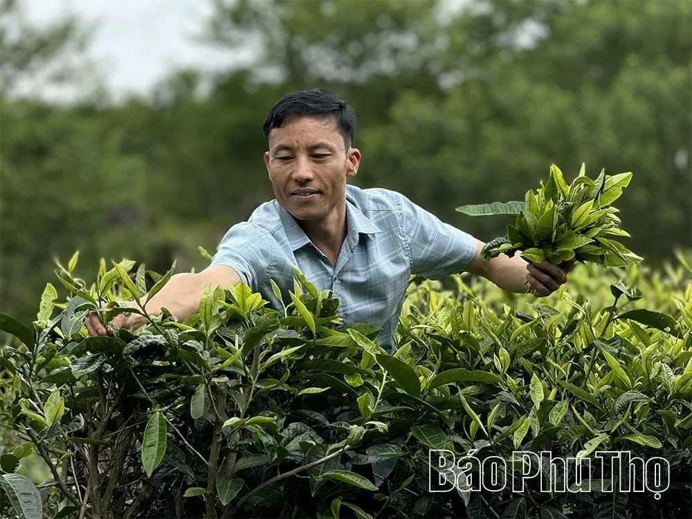 Exploring the Ancient Shan Tuyet Tea Tree Population in Pa Co