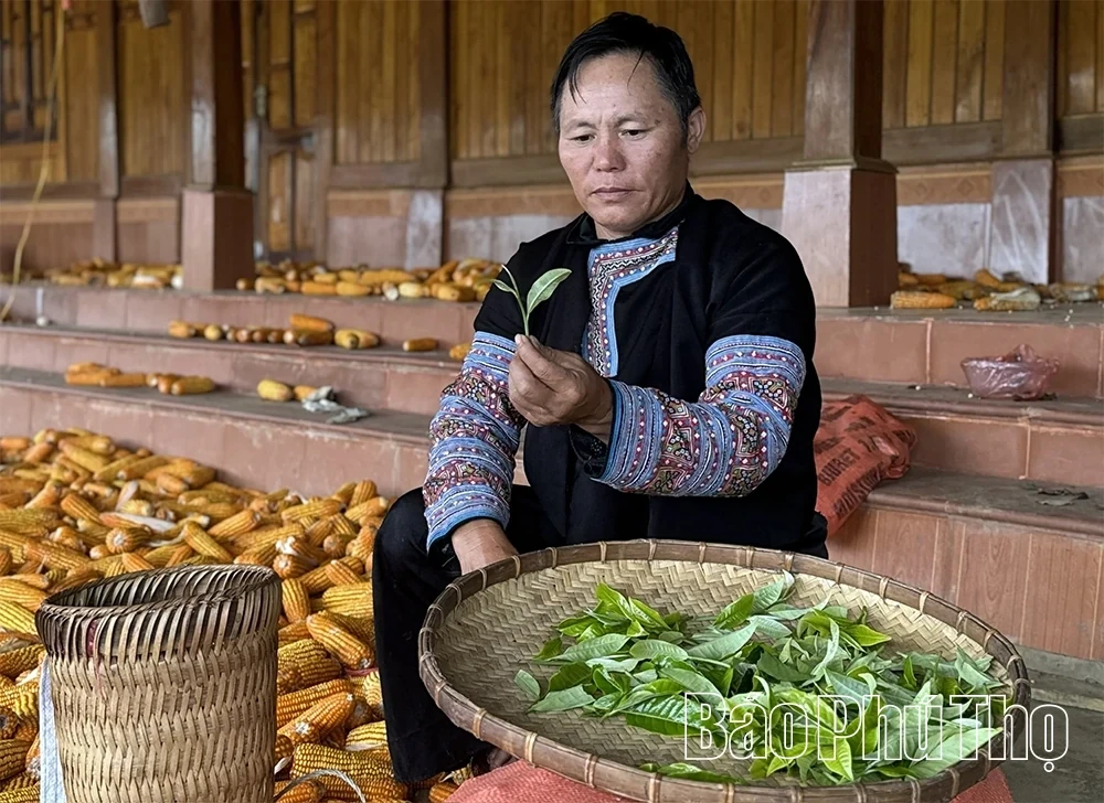 Exploring the Ancient Shan Tuyet Tea Tree Population in Pa Co