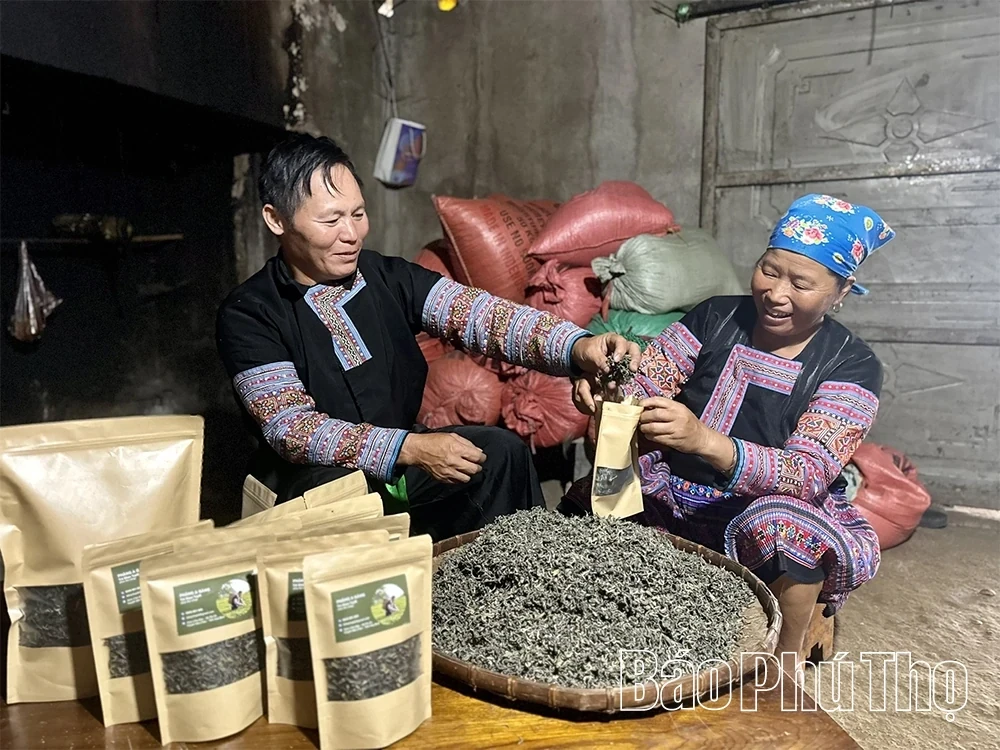 Exploring the Ancient Shan Tuyet Tea Tree Population in Pa Co