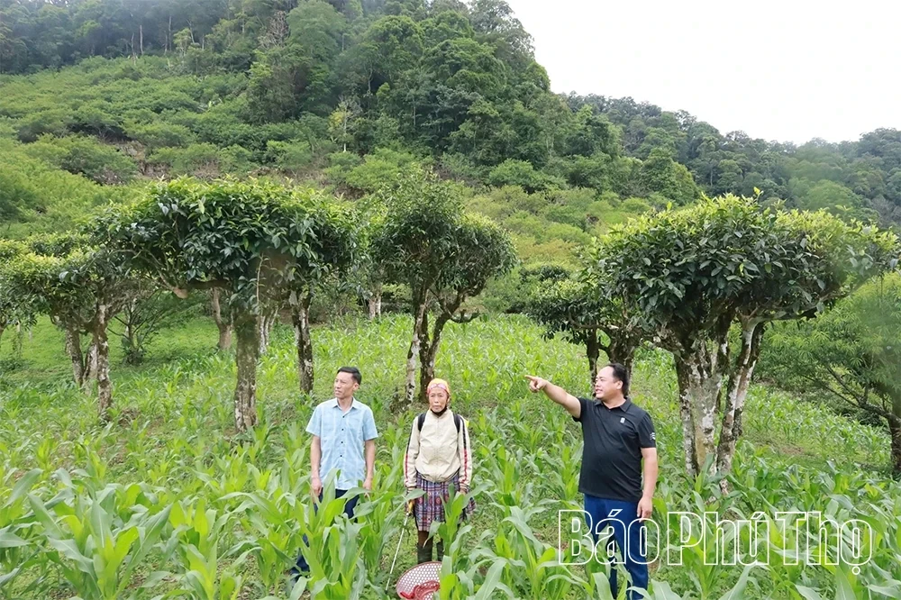 Exploring the Ancient Shan Tuyet Tea Tree Population in Pa Co