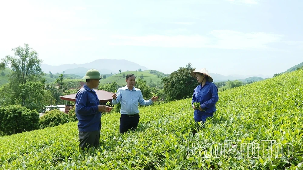 Long Coc Develops Tea Products in Association with Green Tourism