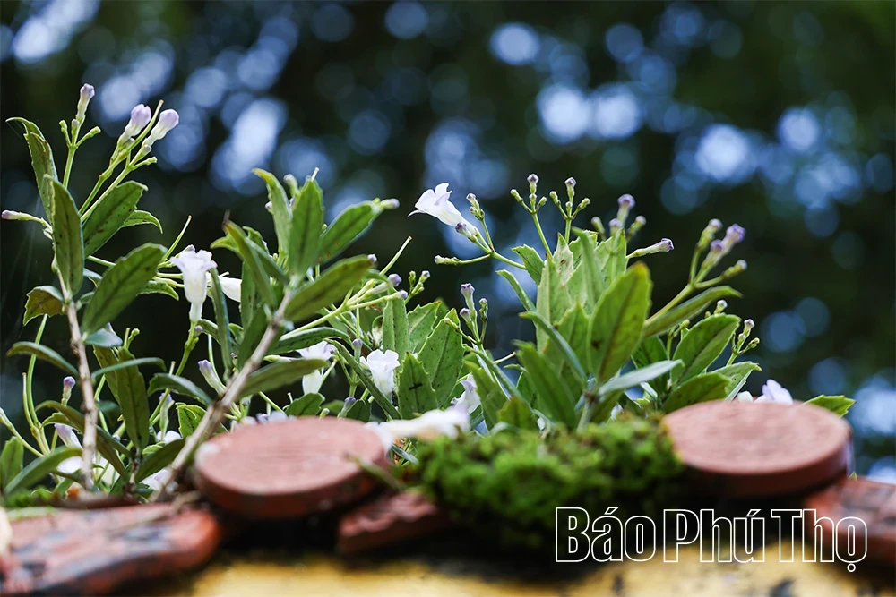 Spiritual Impression on Tam Dao Mountain