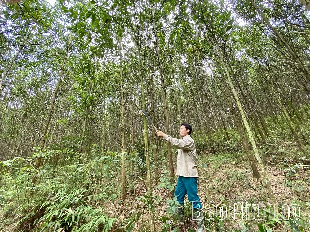 Phu Tho Has 60.2 Thousand Hectares of Forests Certified for Sustainable Management