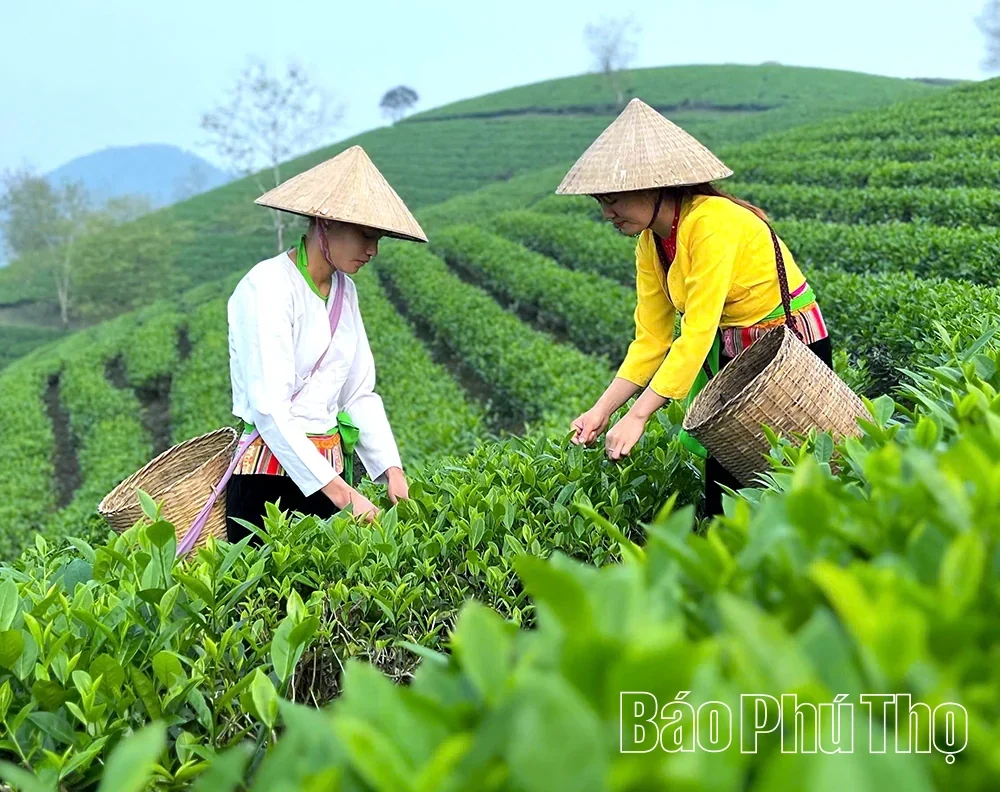Bringing Agricultural Products to Wider Markets