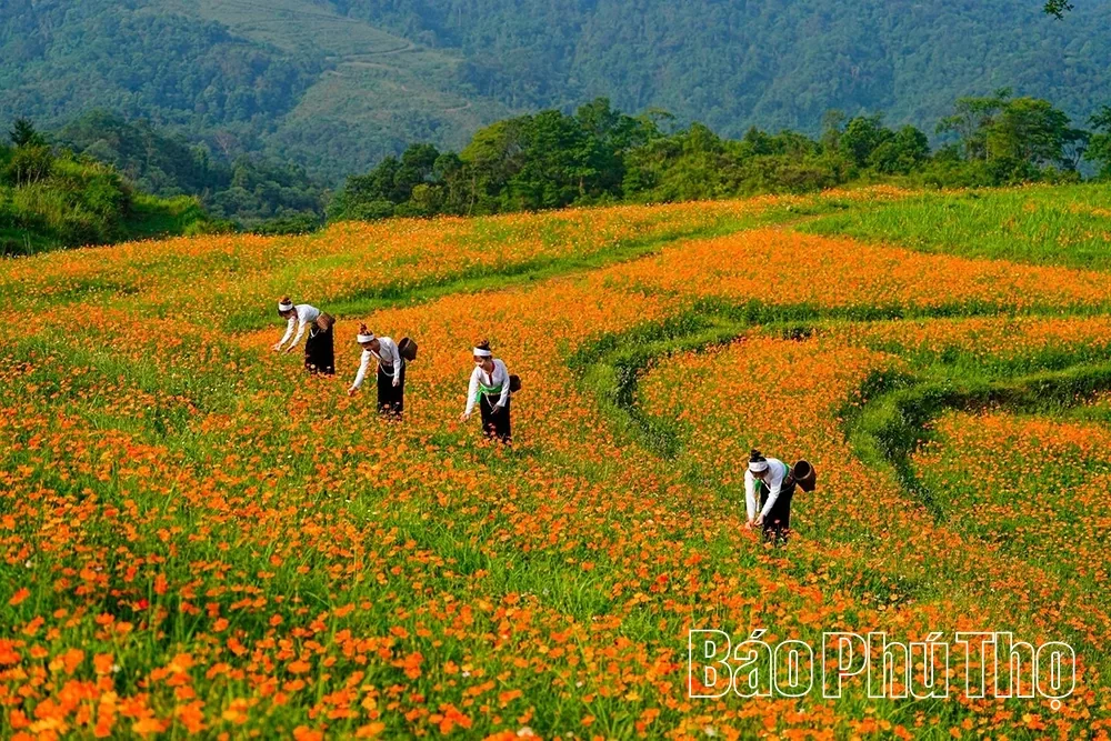 To the Land of Sweet Fruit: Cao Phong