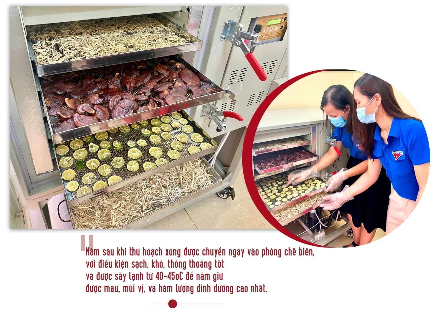 Từ nấm sạch đến trà linh chi túi lọc- Ý tưởng khởi nghiệp đầy sáng tạo