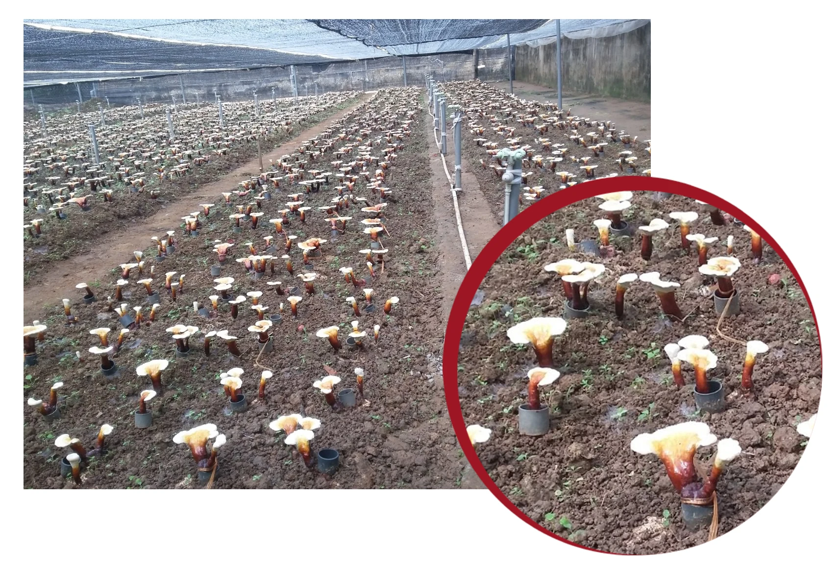 Từ nấm sạch đến trà linh chi túi lọc- Ý tưởng khởi nghiệp đầy sáng tạo