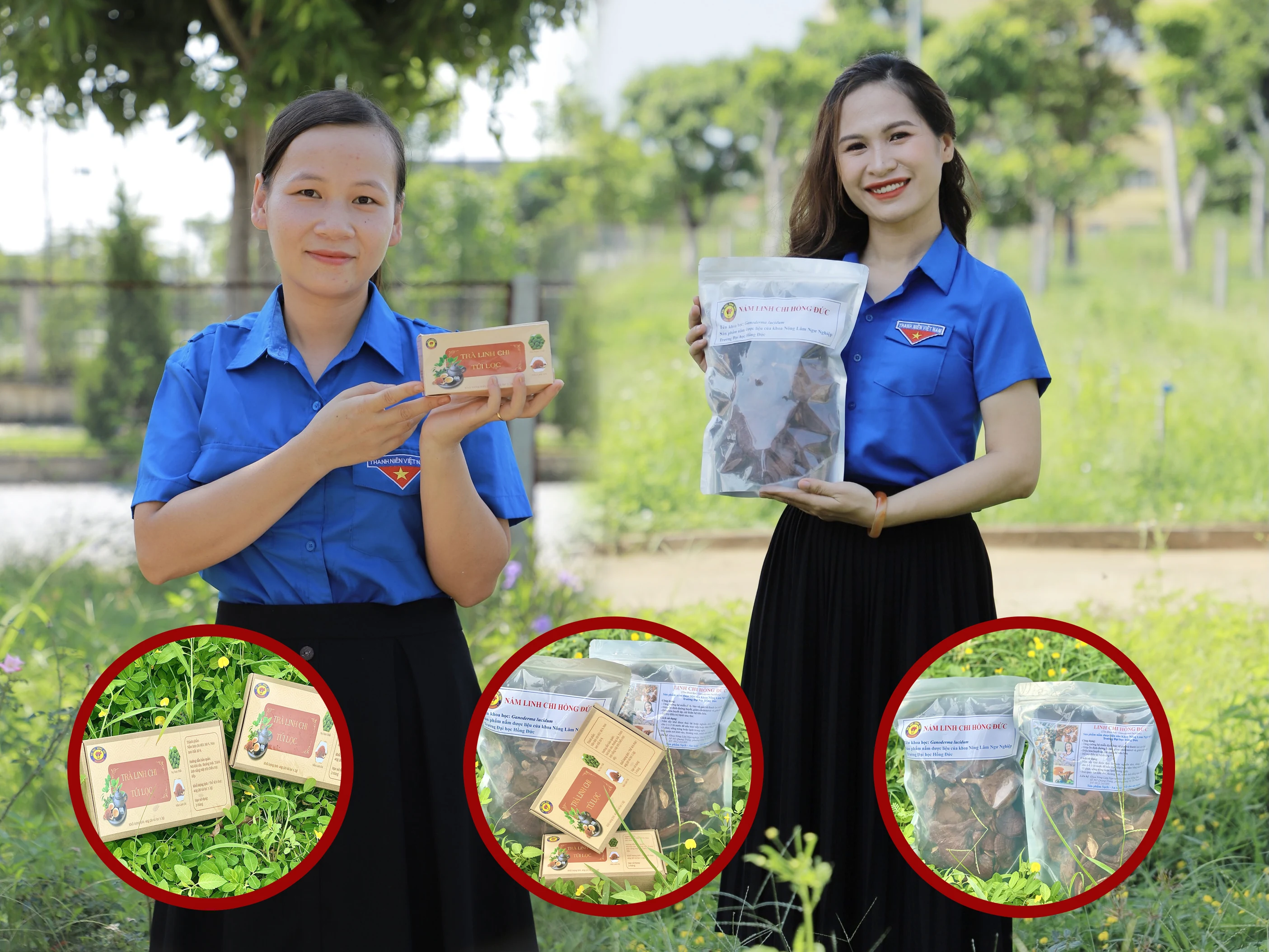 Từ nấm sạch đến trà linh chi túi lọc- Ý tưởng khởi nghiệp đầy sáng tạo