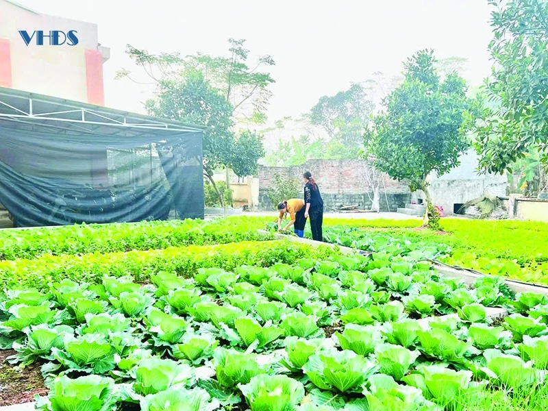 Trường xanh, lớp xanh...