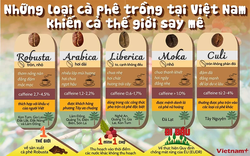 Những loại càphê trồng tại Việt Nam khiến cả thế giới say mê
